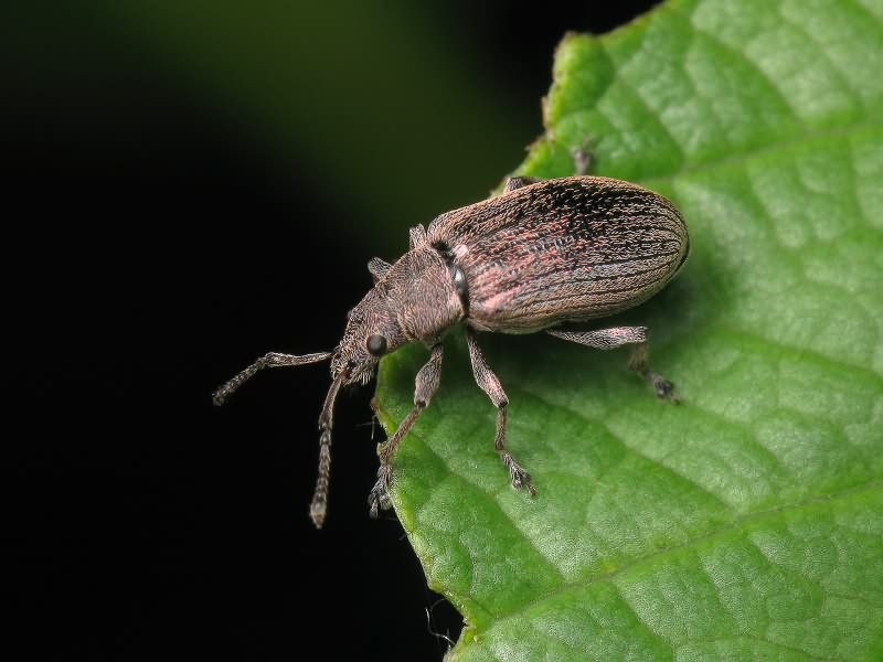 Phyllobius pyri (Linnaeus, 1758)